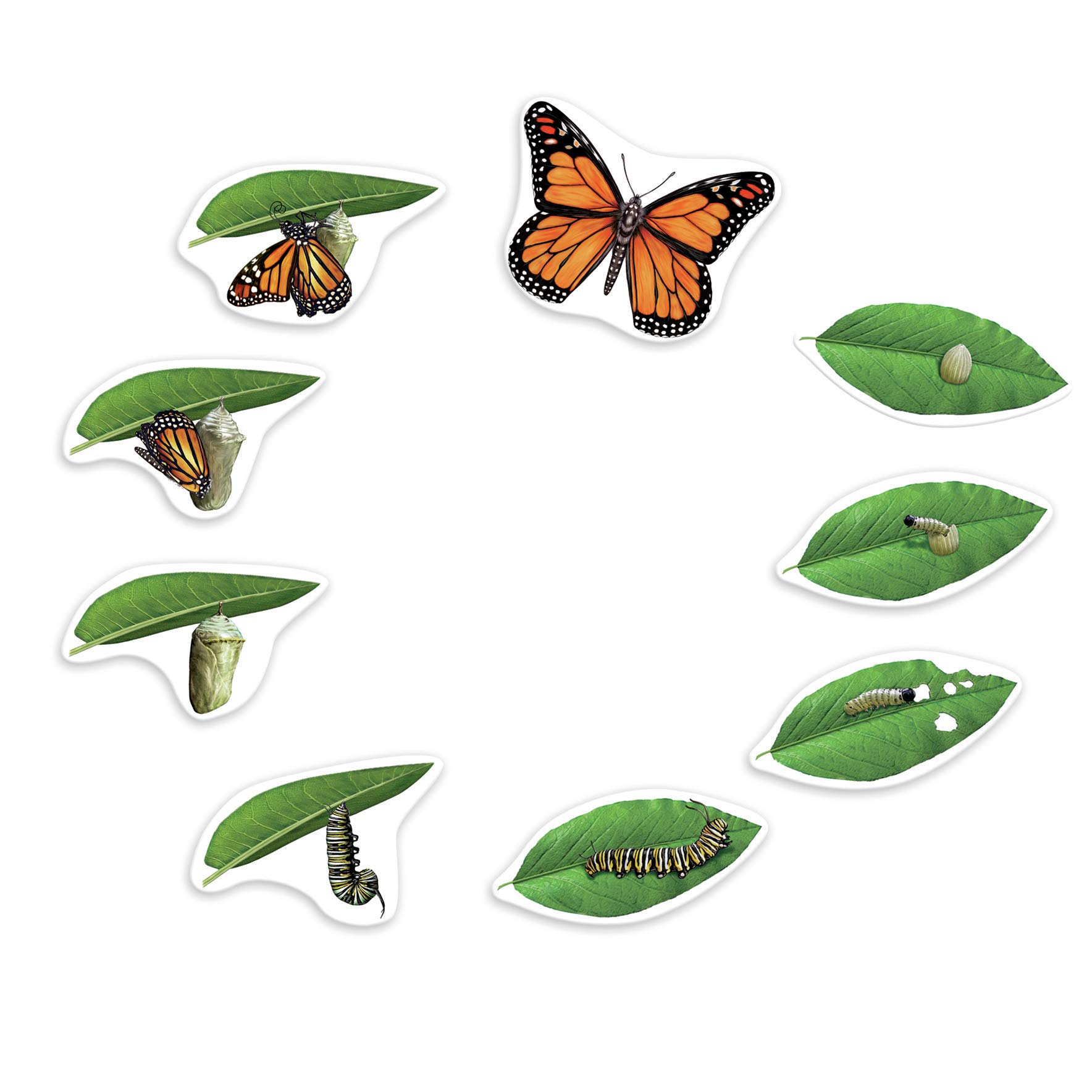 Insect Lore Giant Magnetic Butterfly Life Cycle