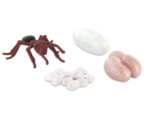 Life cycle figures: Ant