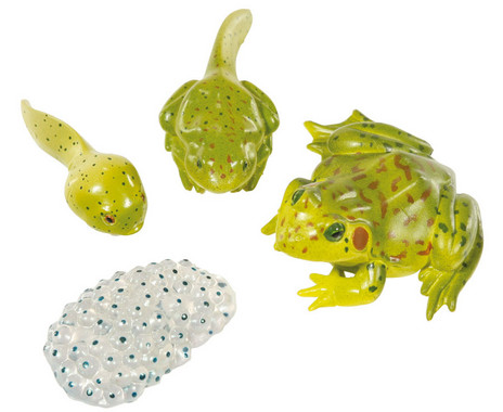 Life cycle figures: Frog