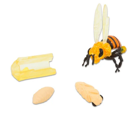 Life cycle figures: Honeybee