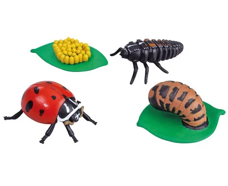Life cycle figures: Ladybug