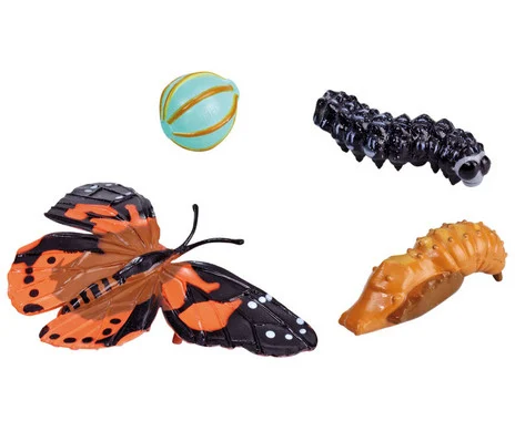 Life cycle figures: Butterfly