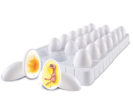Life cycle “From egg to chicken”