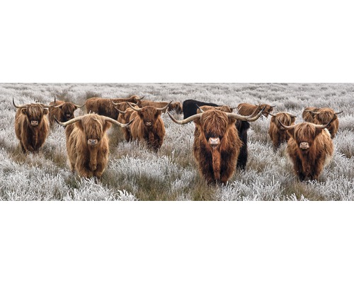 The Wall Canvas picture buffalo herd 150x50 cm
