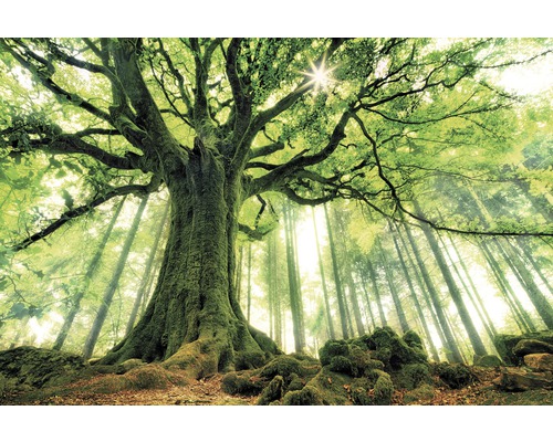 The Wall Canvas picture Green Giant 100x150 cm