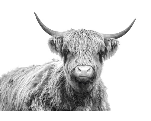 The Wall Canvas picture highland cattle 100x150 cm