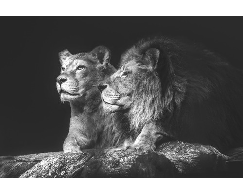 The Wall Canvas picture Lion Couple 100x150 cm