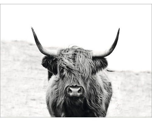 Pure Living Canvas picture Scottish Highland Cattle 116x84 cm