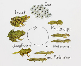 Magnetic life cycle: Frog