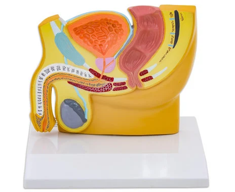 Male pelvic surgery