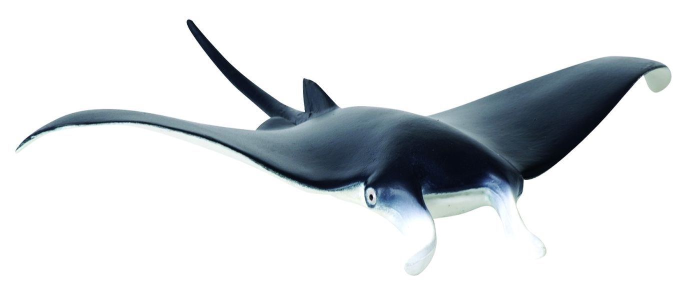 Manta Ray Collecta 88040