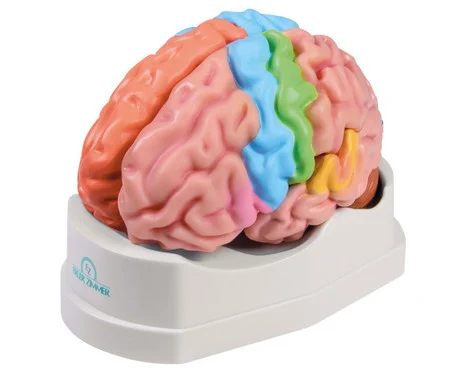Human brain