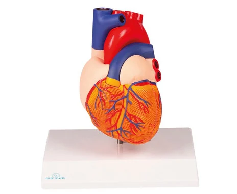 Human heart model