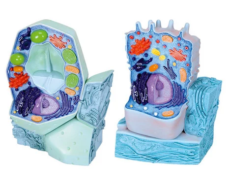 Model set “animal and plant cell”