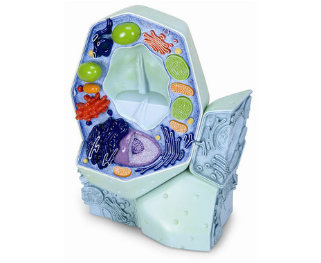 Plant cell