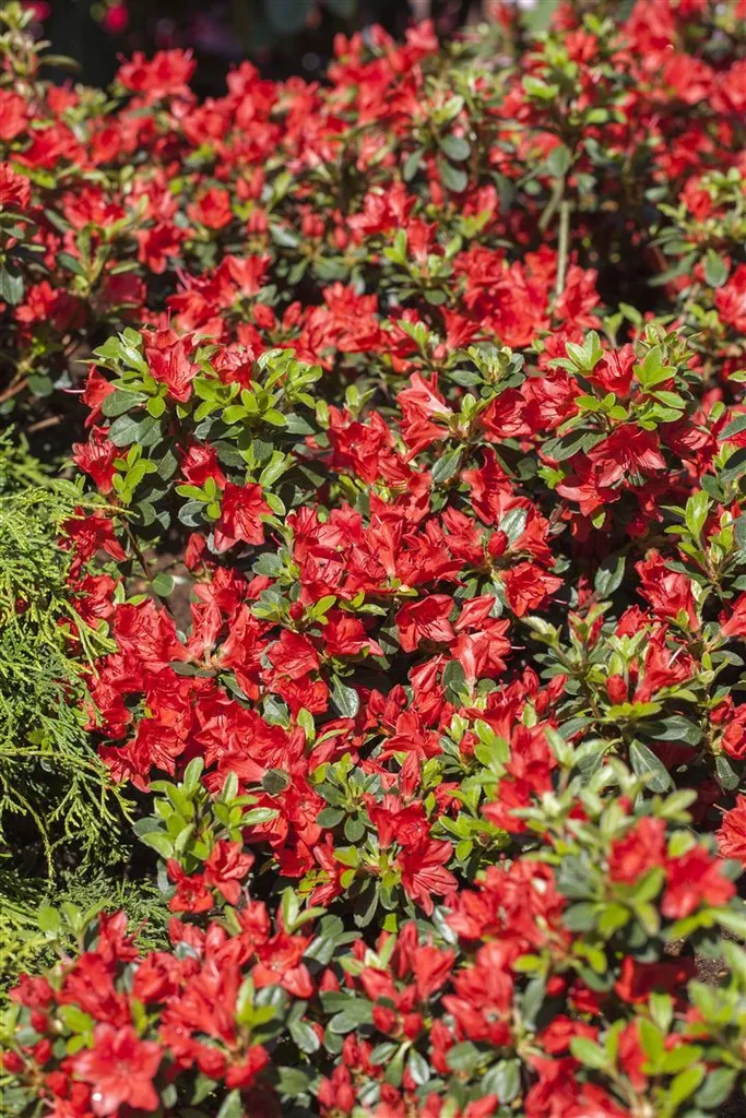 Pflanzen-für-dich.de Rhododendron obtusum Juliette, azalea, pink flowers, 20–25 cm