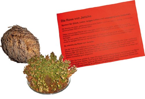 Rose Of Jericho 150