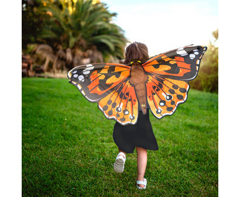 butterfly wings
