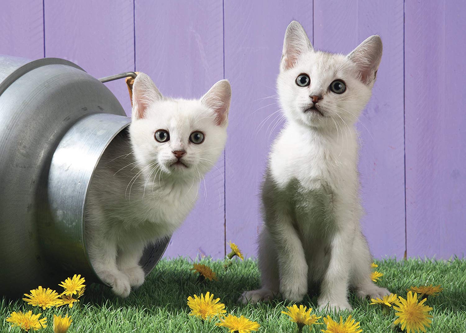 Schmidt Cat Sisters Jigsaw Puzzle Pieces