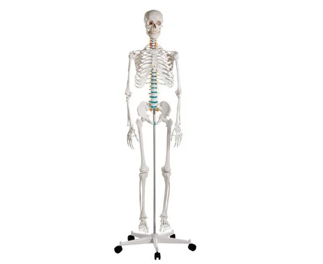School skeleton