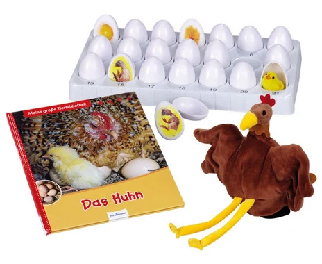 Chicken life cycle set