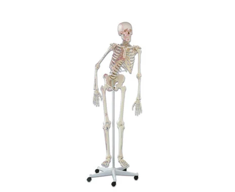 Skeleton with muscle markings