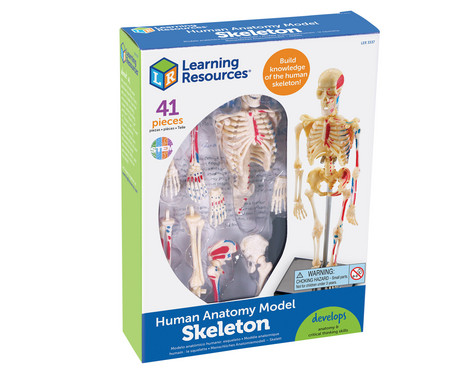 Skeleton puzzle