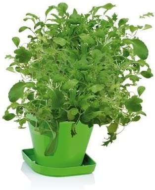 Tescoma 899090 Kit Herb Growing Sense Mixing Asian