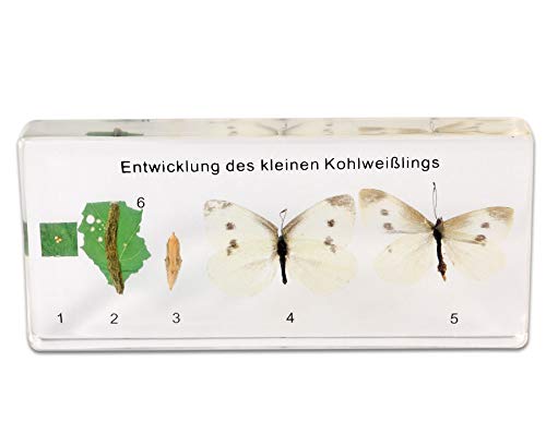 Insect Lore Butterfly Life Cycle In A Clear Glass