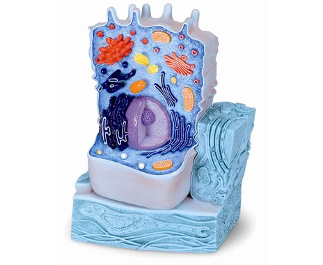 Animal cell