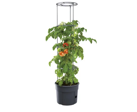 Tomato plant pot