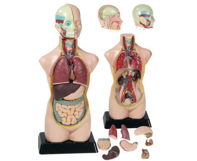 Betzold Torso