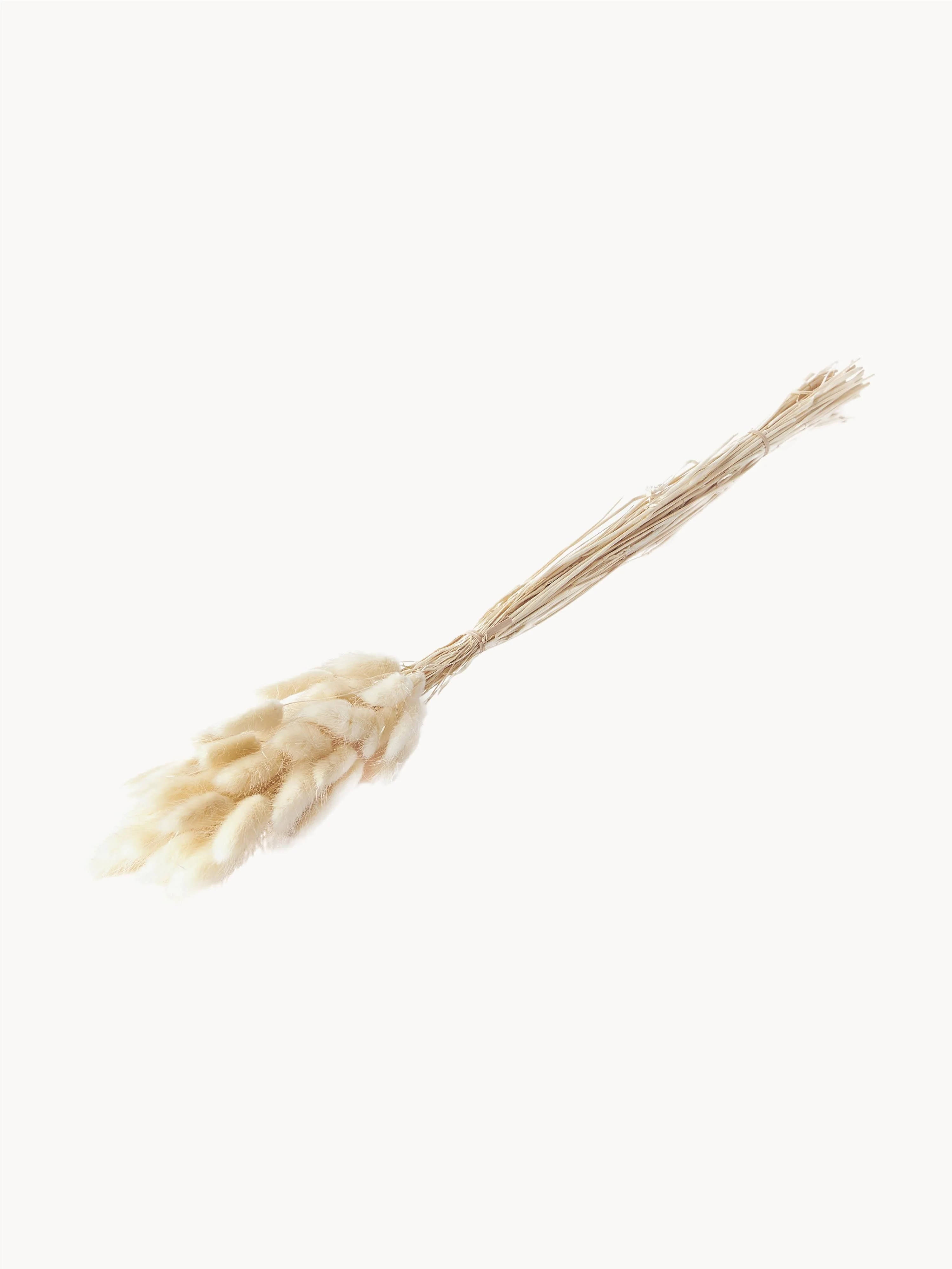 Cooee Design Dried flowers Lagurus, Beige