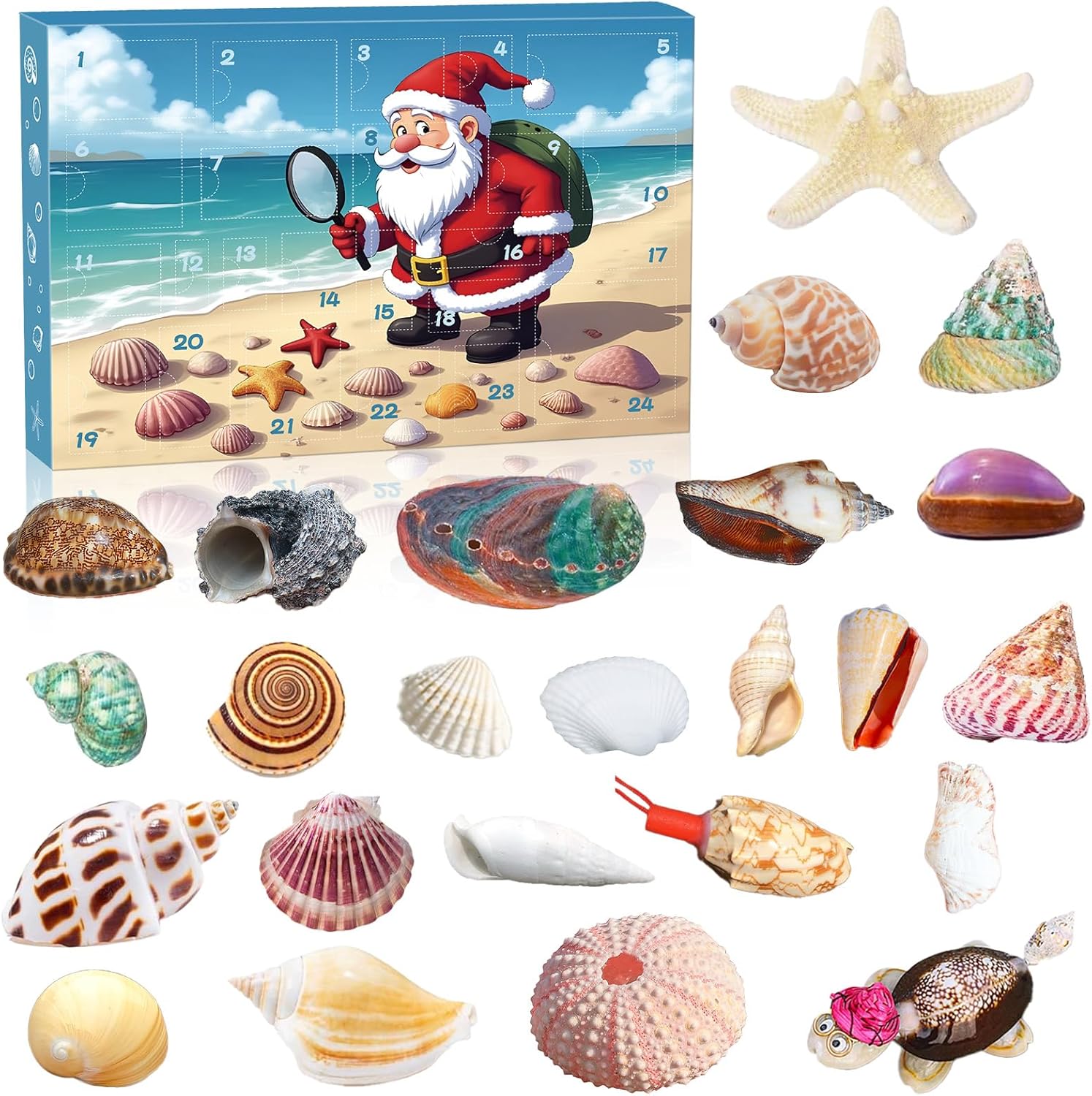 Seashell Advent Calendar 2025, 24 Days Natural Shells Collection, Countdown Calendar for Children
