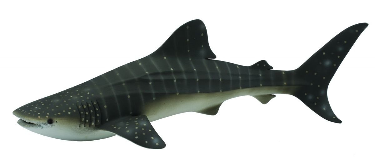 Collecta Walhaie – Educational Toy