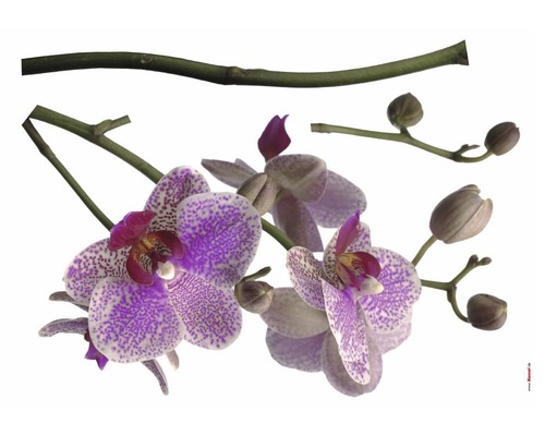 Komar Wall tattoo sticker orchid 100 x 70 cm